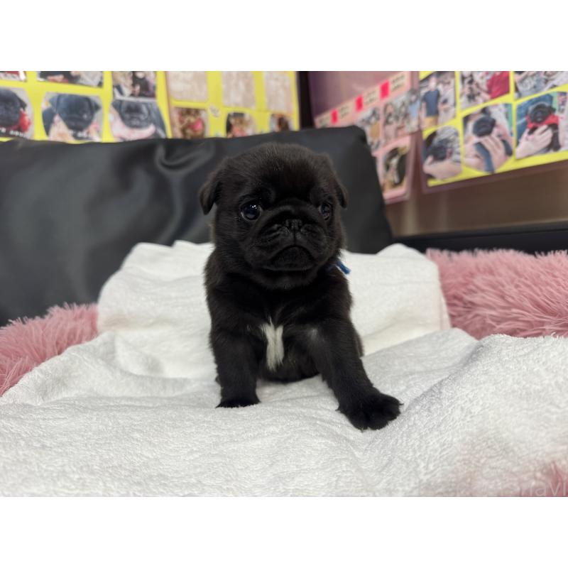 販売中の岐阜県のパグ-432074の5枚目