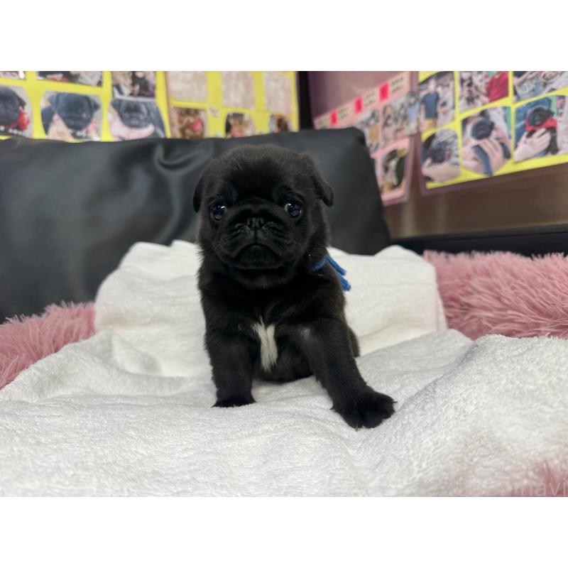 販売中の岐阜県のパグ-432074の4枚目