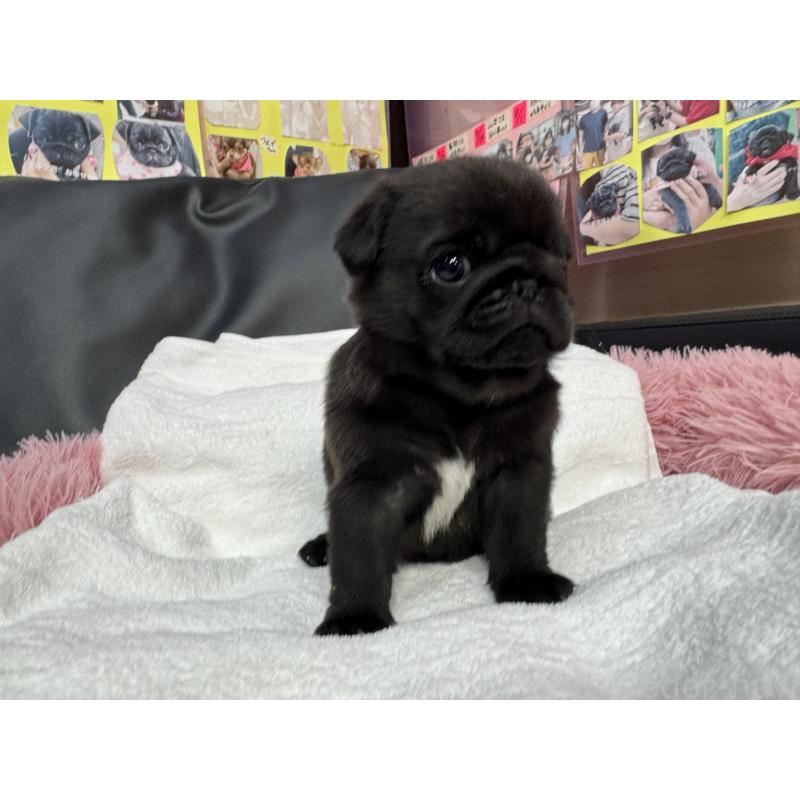 販売中の岐阜県のパグ-432074の3枚目