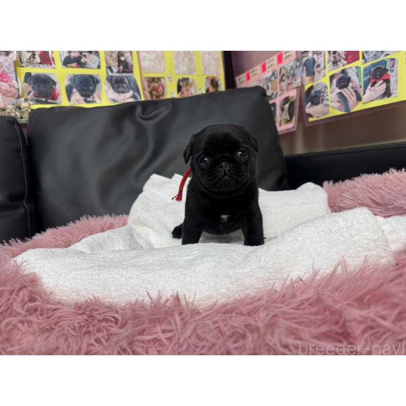 成約済の岐阜県のパグ-432078の17枚目