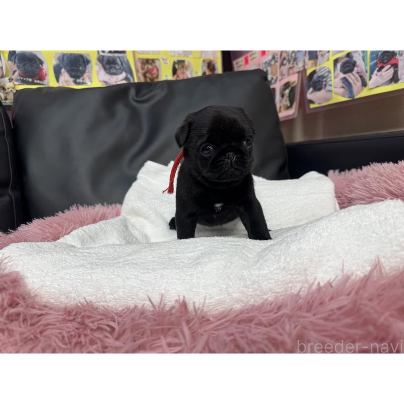 成約済の岐阜県のパグ-432078の16枚目