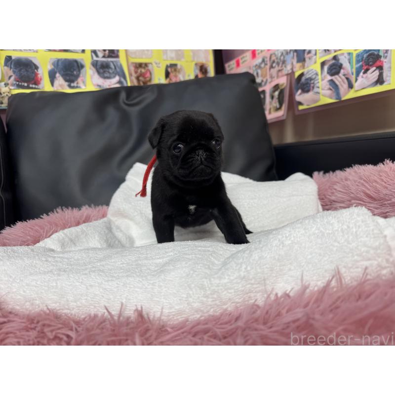 成約済の岐阜県のパグ-432078の15枚目