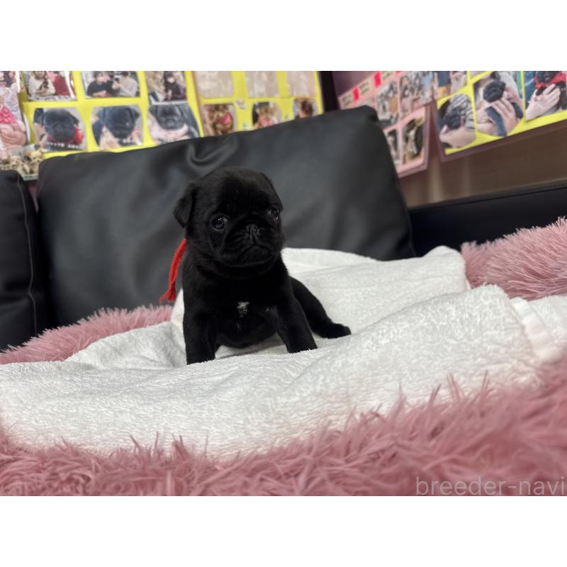 成約済の岐阜県のパグ-432078の14枚目