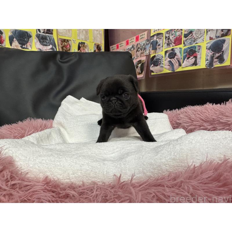 商談中の岐阜県のパグ-432076の13枚目