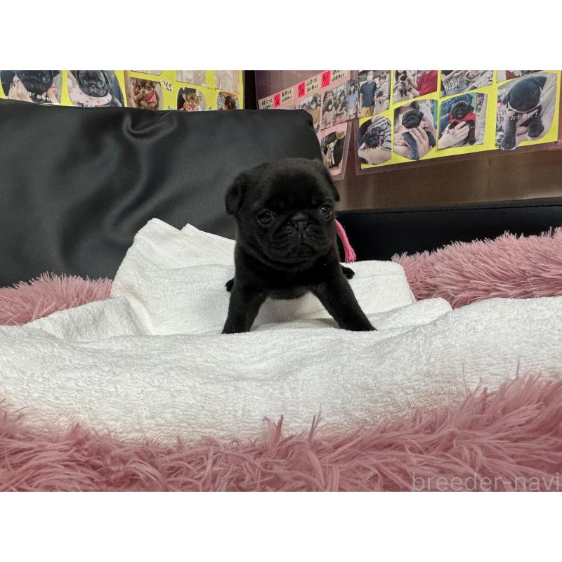 商談中の岐阜県のパグ-432076の12枚目