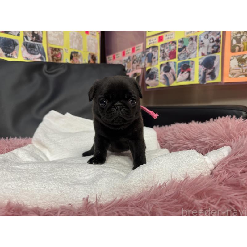 商談中の岐阜県のパグ-432076の11枚目