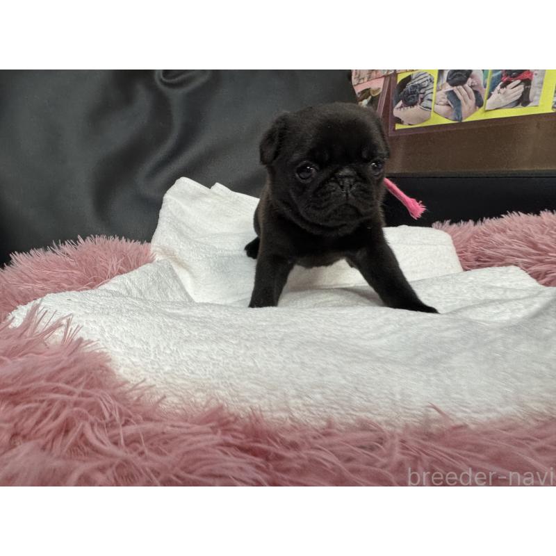 商談中の岐阜県のパグ-432076の10枚目