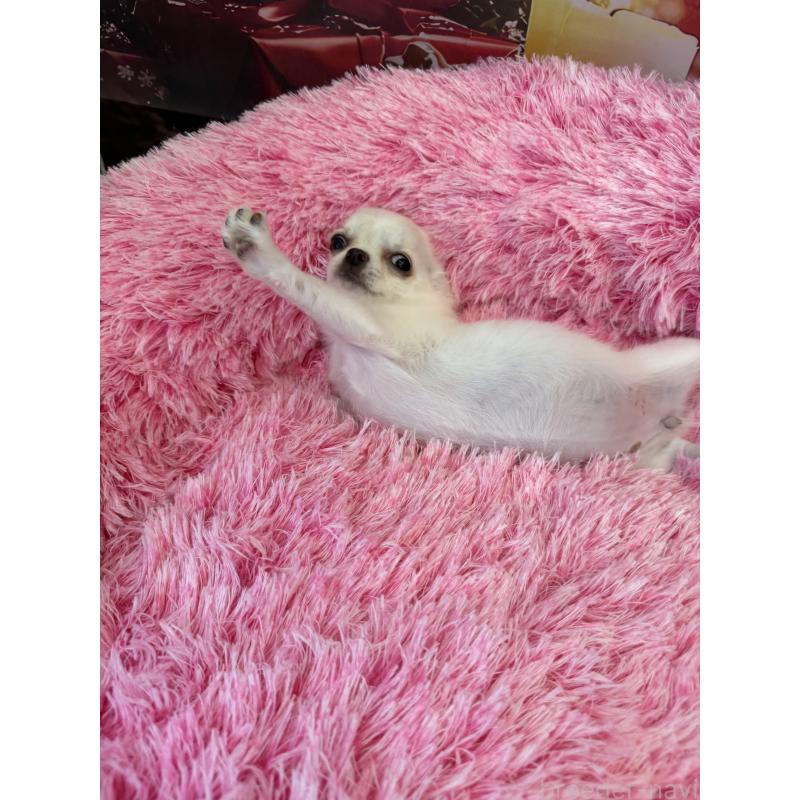 販売中の沖縄県のチワワ(ロングコート)-433876の7枚目