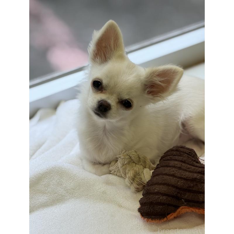 販売中の沖縄県のチワワ(ロングコート)-433876の6枚目