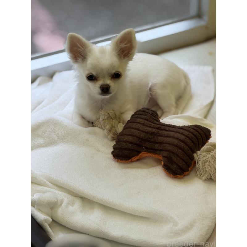 販売中の沖縄県のチワワ(ロングコート)-433876の5枚目