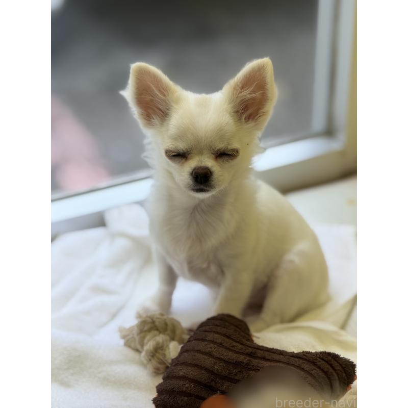 販売中の沖縄県のチワワ(ロングコート)-433876の4枚目