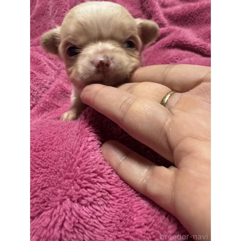 販売中の福岡県のチワワ(ロングコート)-433878