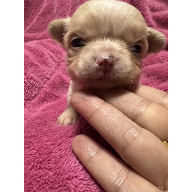 販売中の福岡県のチワワ(ロングコート)-433878の5枚目