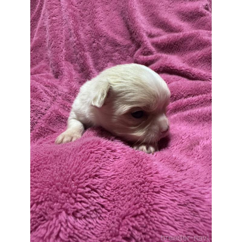 販売中の福岡県のチワワ(ロングコート)-433878の4枚目