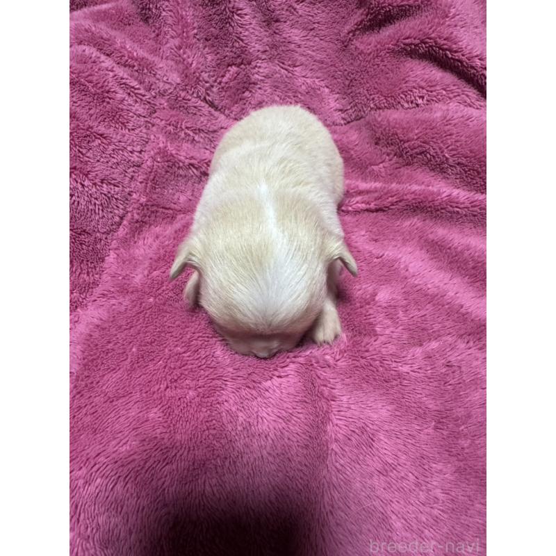 販売中の福岡県のチワワ(ロングコート)-433878の3枚目