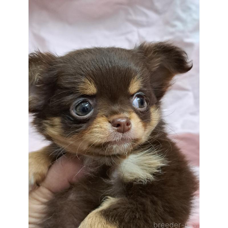 成約済の愛知県のチワワ(ロングコート)-429947の7枚目