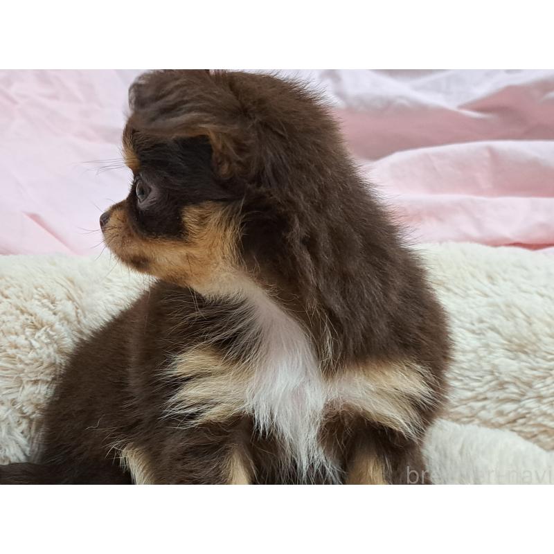 成約済の愛知県のチワワ(ロングコート)-429947の6枚目