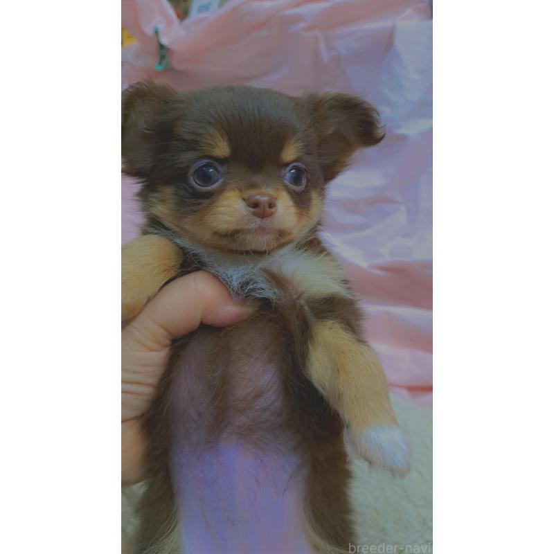 成約済の愛知県のチワワ(ロングコート)-429947の5枚目