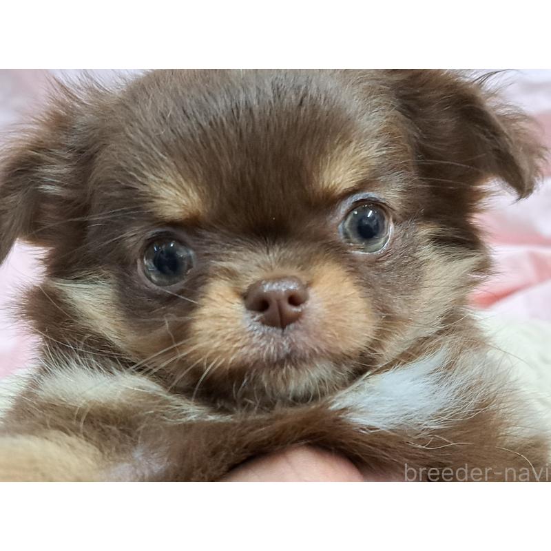 成約済の愛知県のチワワ(ロングコート)-429947の4枚目