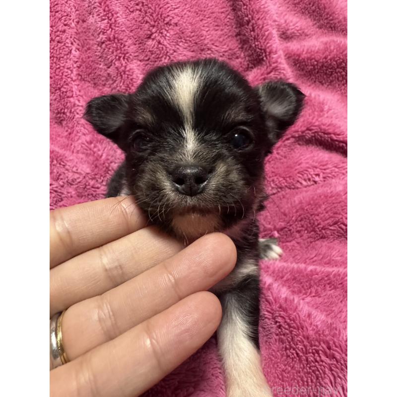 販売中の福岡県のチワワ(ロングコート)-433879の1枚目