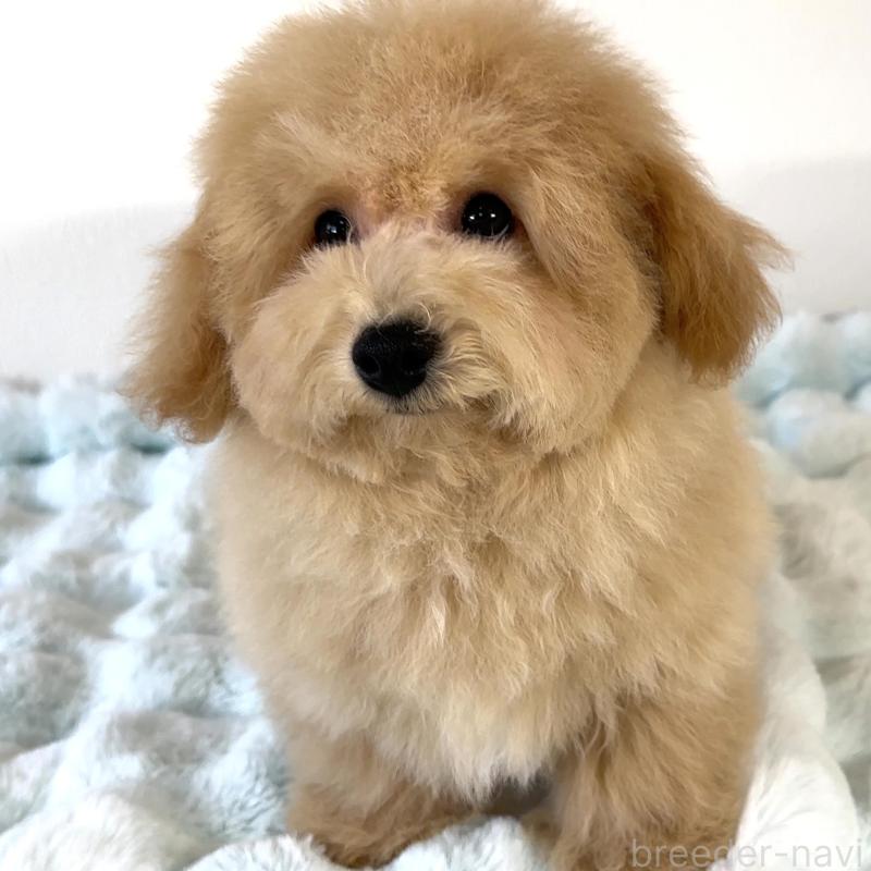 販売中の栃木県のビションプー:ビションフリーゼ×トイプードル-414812の6枚目