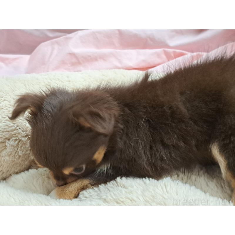 成約済の愛知県のチワワ(ロングコート)-429947の3枚目