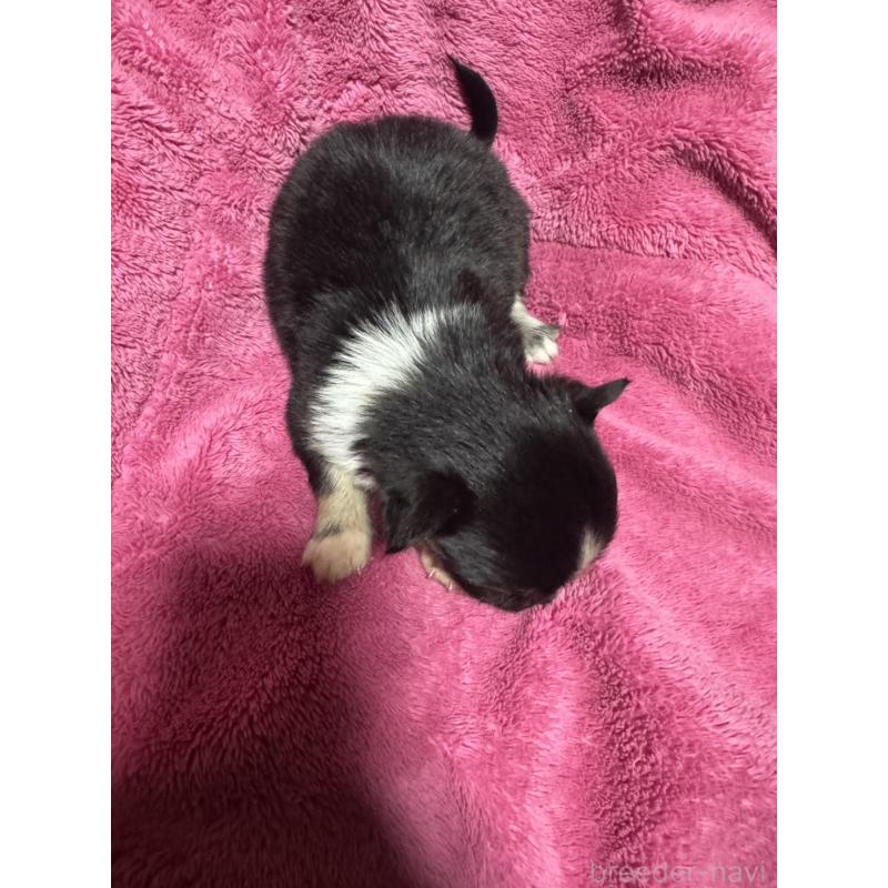 販売中の福岡県のチワワ(ロングコート)-433879の3枚目