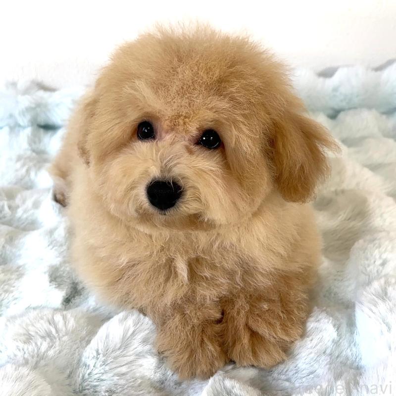 販売中の栃木県のビションプー:ビションフリーゼ×トイプードル-414812の5枚目