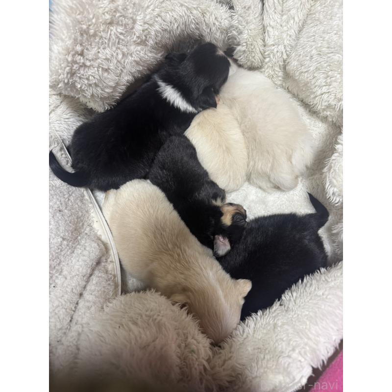 販売中の福岡県のチワワ(ロングコート)-433879の2枚目