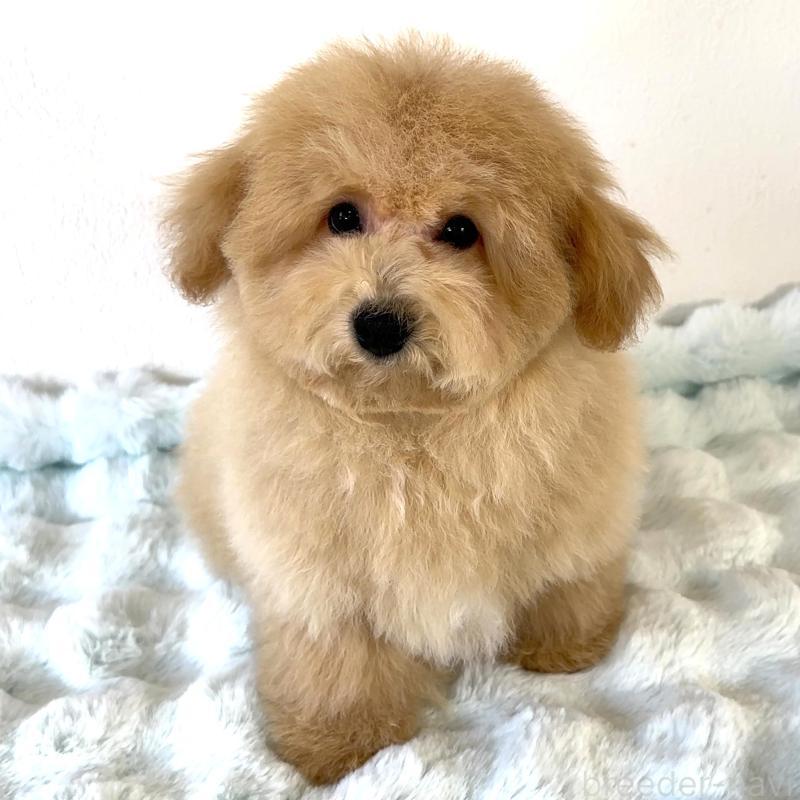 販売中の栃木県のビションプー:ビションフリーゼ×トイプードル-414812の4枚目