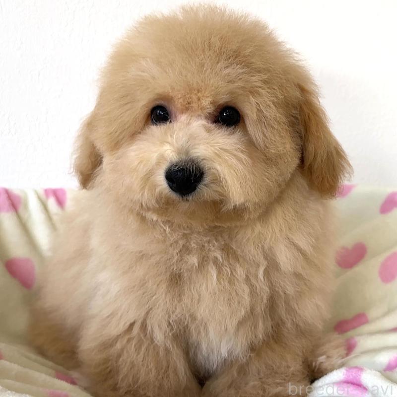 販売中の栃木県のビションプー:ビションフリーゼ×トイプードル-414812の1枚目