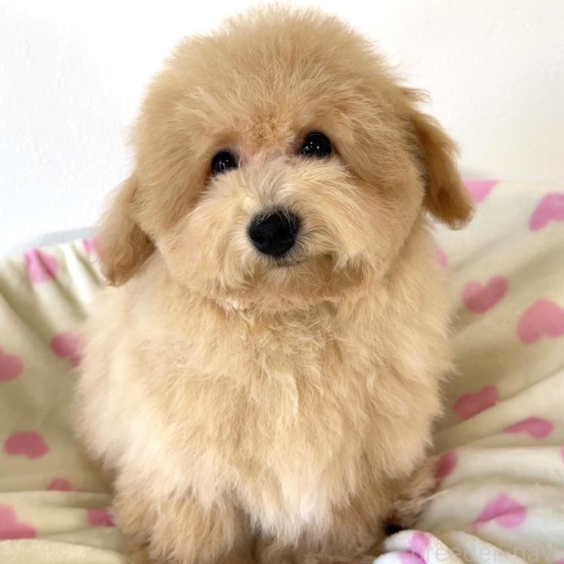 販売中の栃木県のビションプー:ビションフリーゼ×トイプードル-414812の3枚目