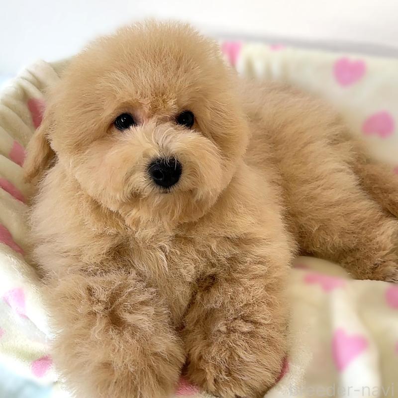 販売中の栃木県のビションプー:ビションフリーゼ×トイプードル-414812の2枚目