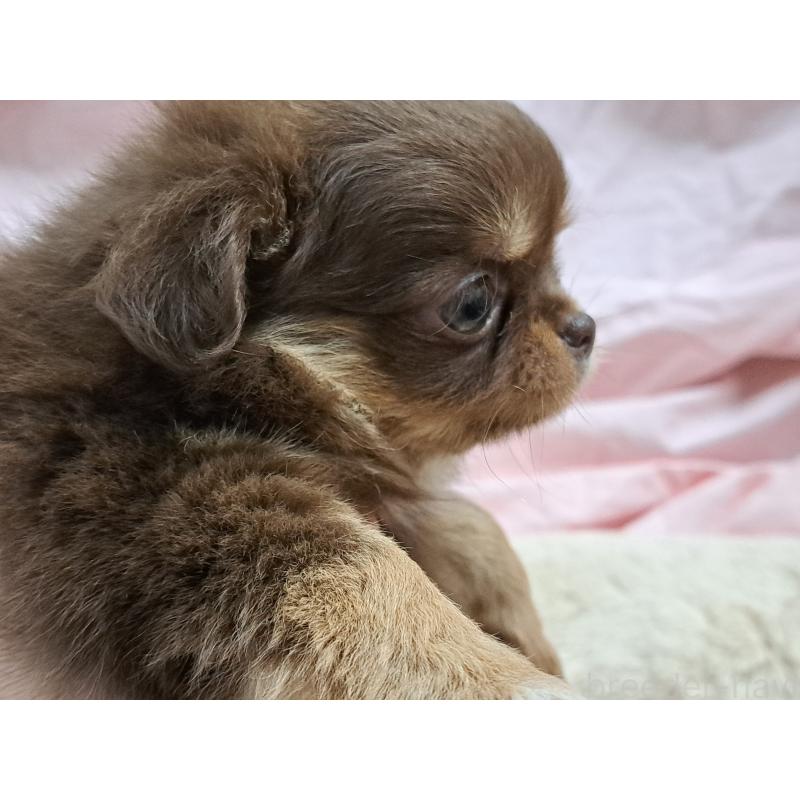 成約済の愛知県のチワワ(ロングコート)-429947の2枚目