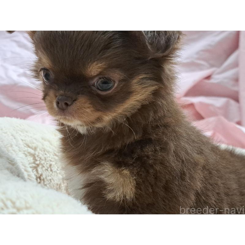 成約済の愛知県のチワワ(ロングコート)-429942の7枚目