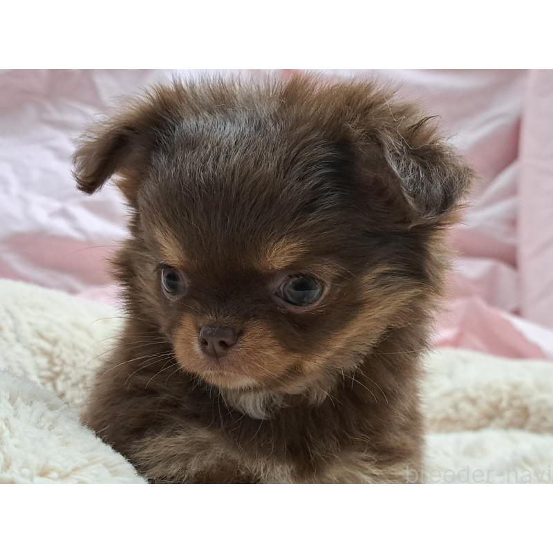 成約済の愛知県のチワワ(ロングコート)-429942の6枚目