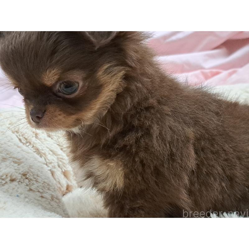 成約済の愛知県のチワワ(ロングコート)-429942の5枚目