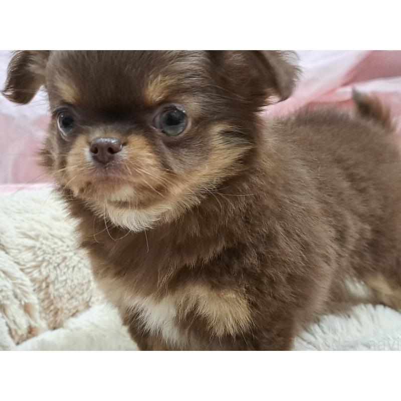 成約済の愛知県のチワワ(ロングコート)-429942の4枚目