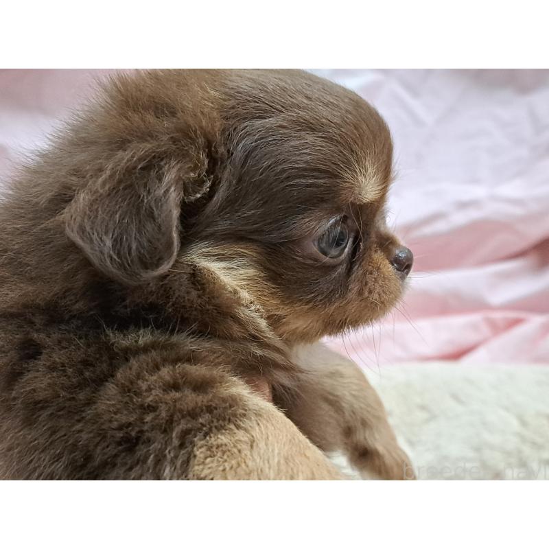 成約済の愛知県のチワワ(ロングコート)-429942の3枚目