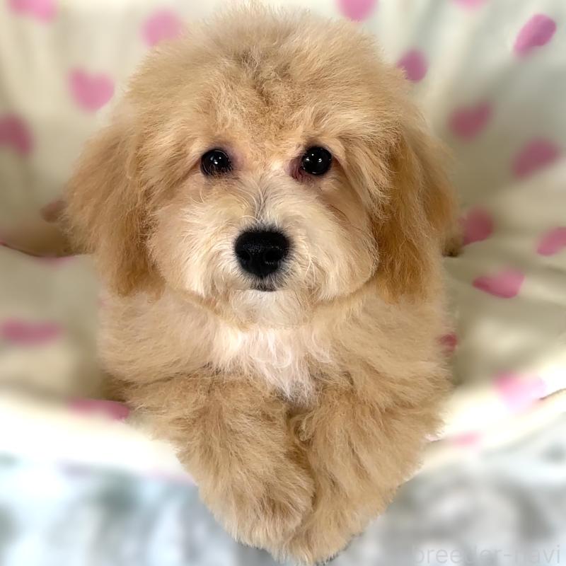 販売中の栃木県のビションプー:ビションフリーゼ×トイプードル-411573