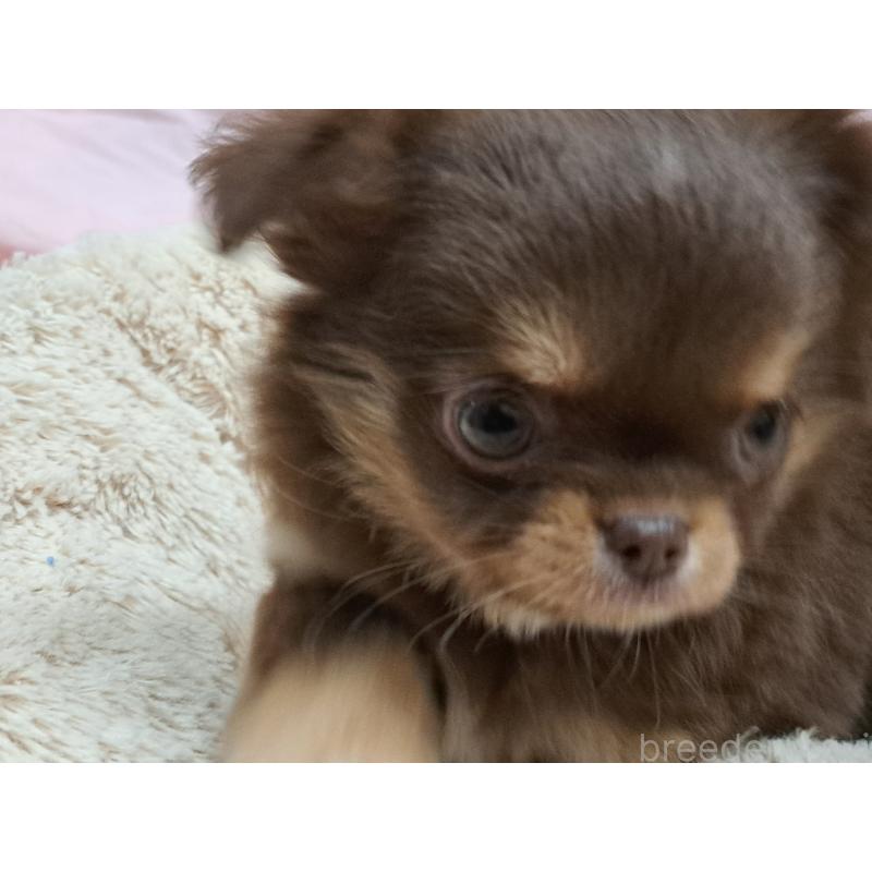 成約済の愛知県のチワワ(ロングコート)-429942の2枚目