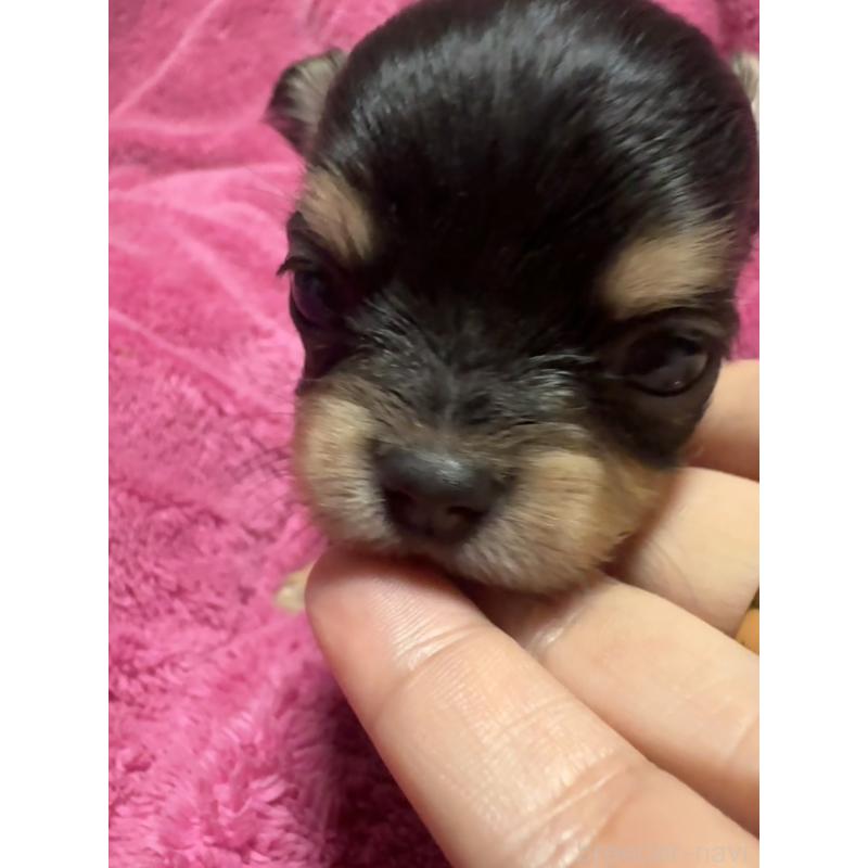 販売中の福岡県のチワワ(ロングコート)-433880の6枚目