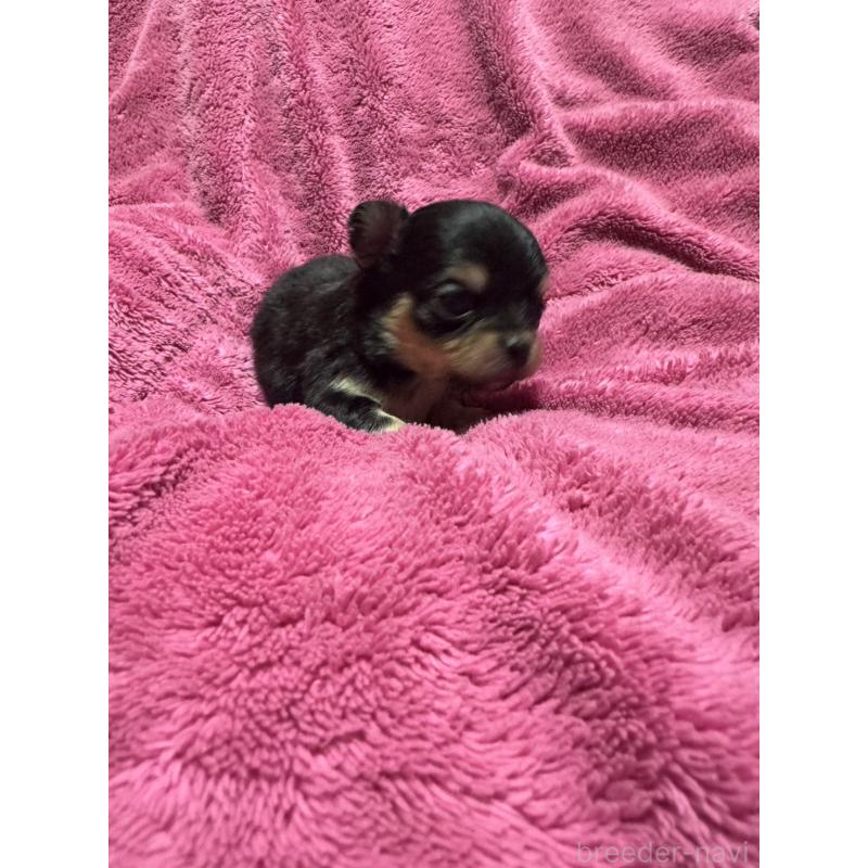 販売中の福岡県のチワワ(ロングコート)-433880の5枚目