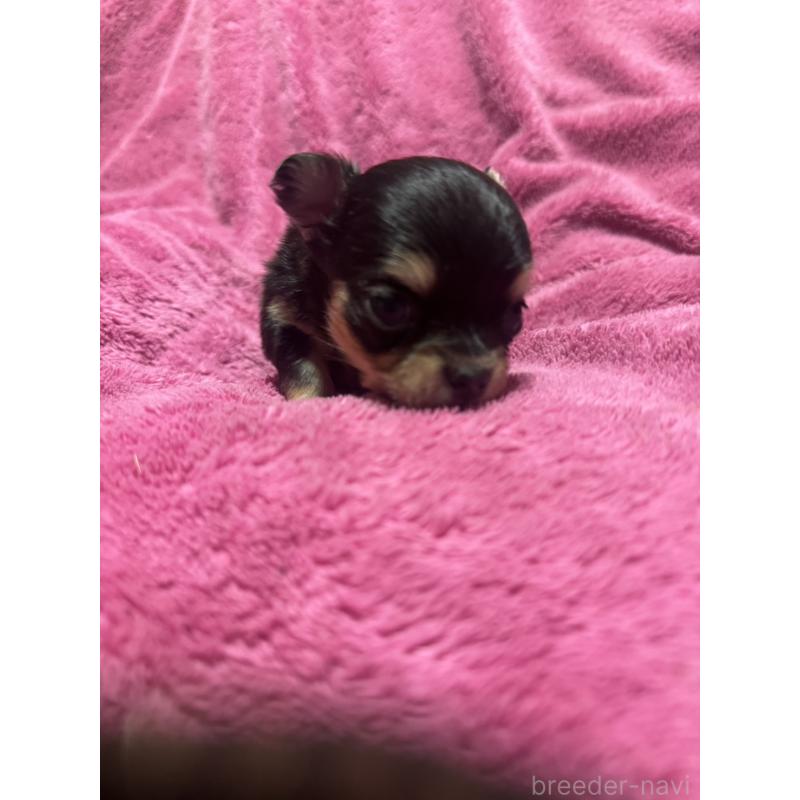 販売中の福岡県のチワワ(ロングコート)-433880の4枚目