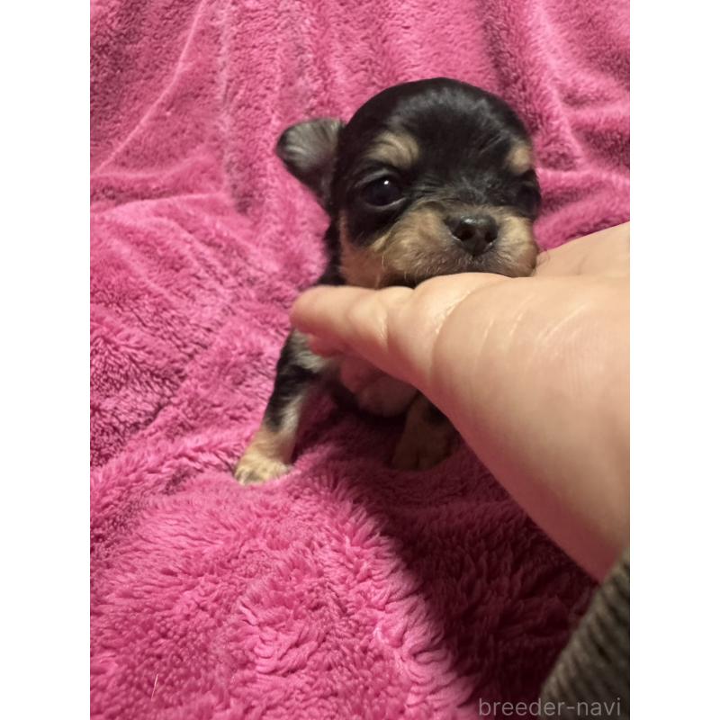 販売中の福岡県のチワワ(ロングコート)-433880の3枚目