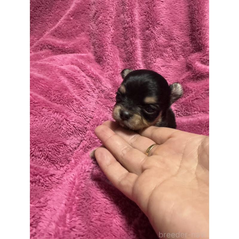 販売中の福岡県のチワワ(ロングコート)-433880