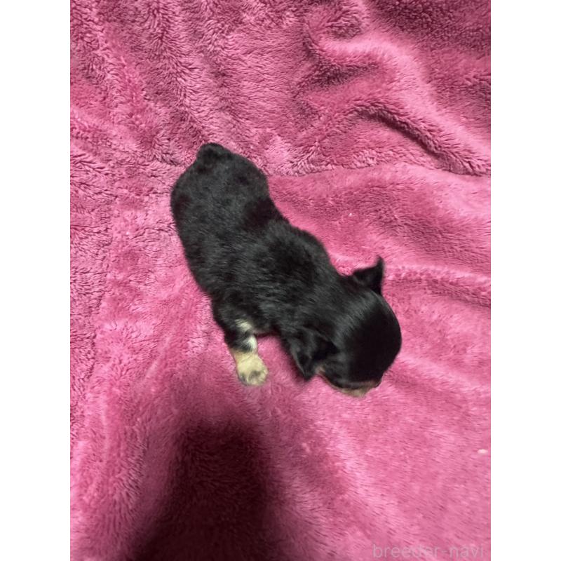 販売中の福岡県のチワワ(ロングコート)-433880の2枚目