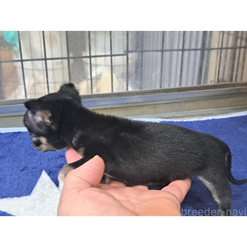 販売中の愛知県のチワワ(スムースコート)-429941の3枚目