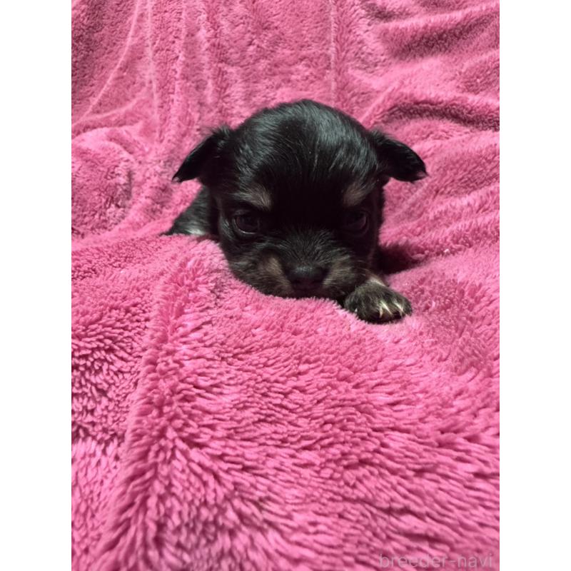 販売中の福岡県のチワワ(ロングコート)-433881