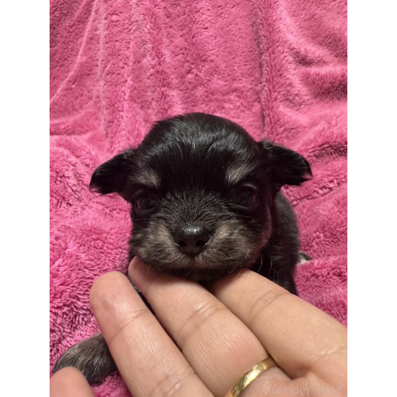 販売中の福岡県のチワワ(ロングコート)-433881の4枚目